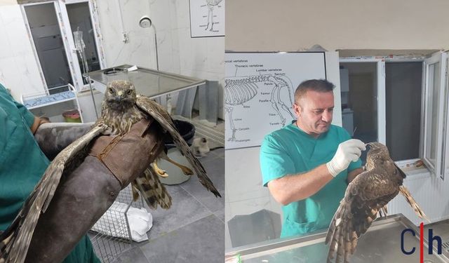 Hakkari’de Yaralı Şahin Tedavi Edildi, Doğaya Salındı