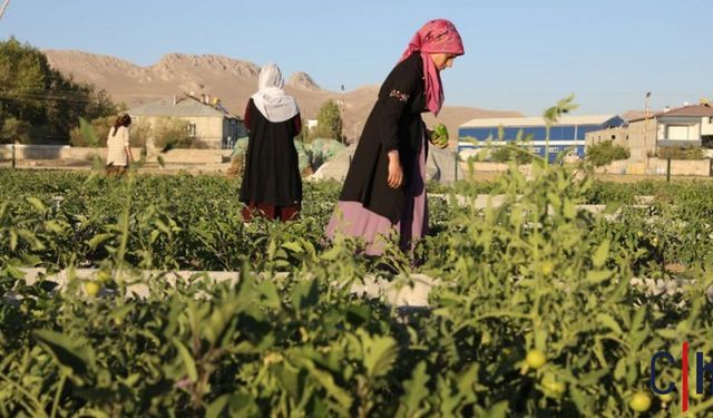 Kadın Kent Bostan'ında İlk Ürünler Toplandı