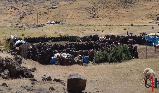 Bêrîvanların Zorlu Yayla Yaşamı ve Koçerlik Mirası