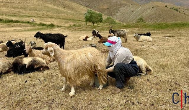 Hakkari'de Kadınların Emekle Dolu Berivanlık Çalışmaları