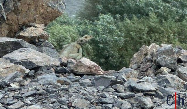 Hakkari’de Kayalık Alanlarda Nadir Kertenkele Türü Tespit Edildi