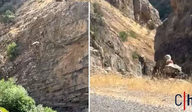 Nesli Tehlikede Olan Akbaba Hakkari'de Görüntülendi