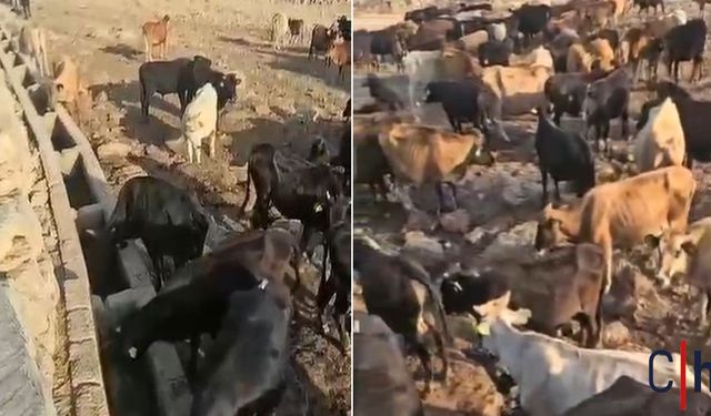 Başkan Tekin, Köylüler İsyanda: "Su Yok, Hayvancılık Bitiyor!"