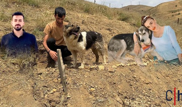 Hakkari'deki Sadık Köpeğe Yeni Yuva: Ceylan Ertem ve Haluk Levent’in Yardım Eli