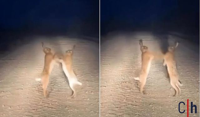 Yabani Tavşanları Arasında Boks Gibi Kavga Kameralara Yansıdı