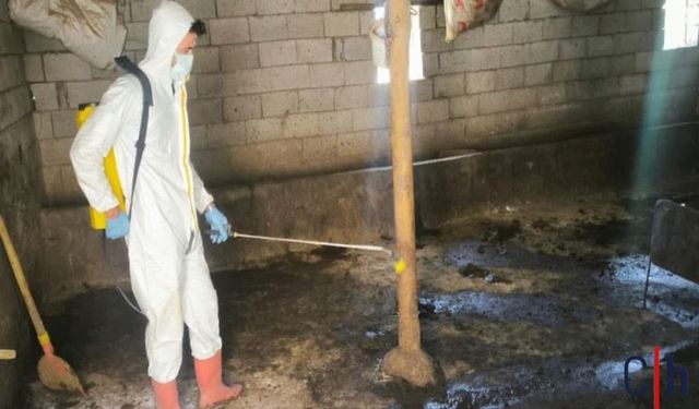 Hakkari'de Hayvan Sağlığı İçin Aşılama ve Dezenfeksiyon Çalışmaları Sürüyor