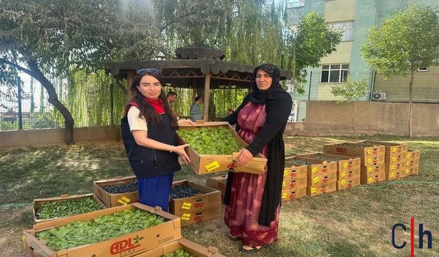 Tarımda Yatırım: TAKE Projesi Üreticilere 210 Bin Fide Dağıttı