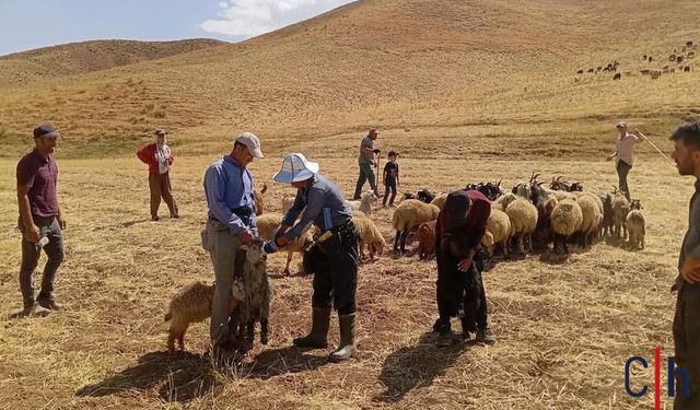 Hakkari'de Küçükbaş Hayvanlara Aşılama Seferberliği