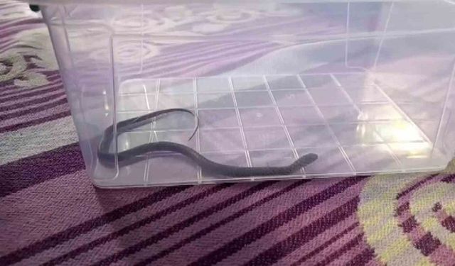 4. Kattaki Çocuk Odasında Yılan Panik Yaratı