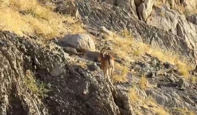 Cilo Dağı’na Tırmanan Dağcılar, Dağ Keçileriyle Karşılaştı