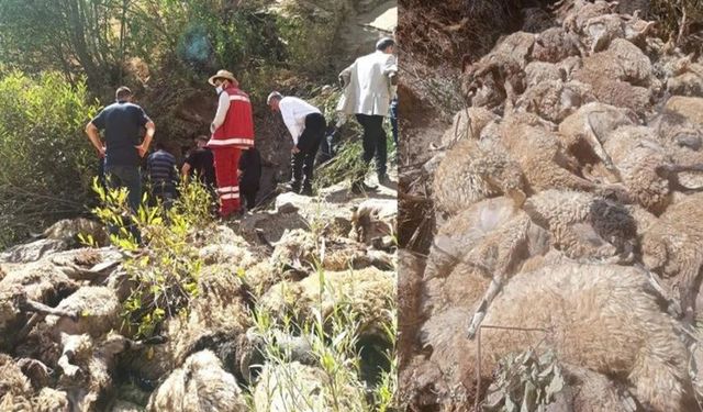 334 koyun uçurumdan düşerek telef oldu