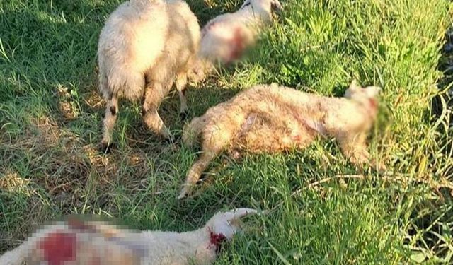 Sokak Köpeklerinin Saldırısına Uğrayan 6 Kuzu Telef Oldu