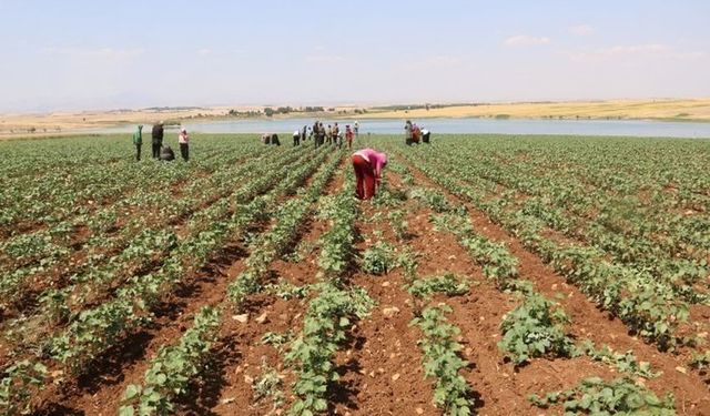 Kayıt Dışı Çalışan Mevsimlik Tarım İşçileri: Sömürü ve Sağlık Sorunları