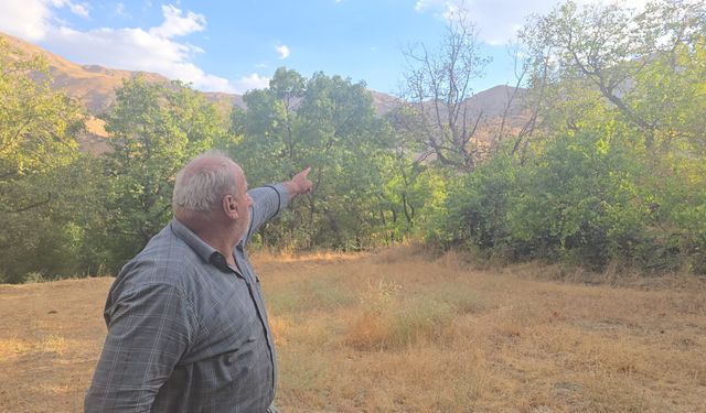 Hakkari'nin Güzereş Köyünde: Ağaçlar Kurudu, Tarlalar Susuz Kaldı