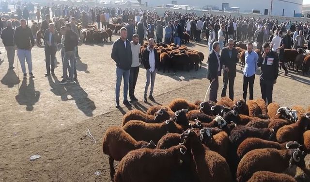 Şap Hastalığı Sonrası Canlı Hayvan Borsasında Umutlar Boşa Çıktı