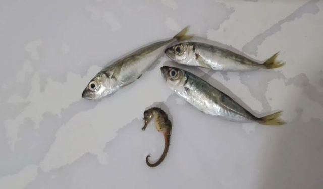 Balık Yerine Denizatı: Hakkari’de Şaşkınlık Yaratan Olay