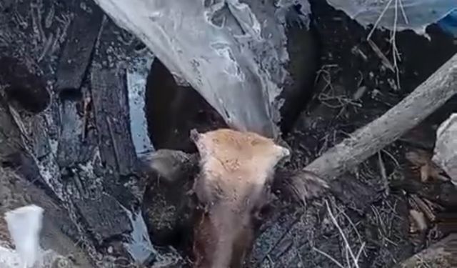 Hakkari'de bataklığa saplanan inek itfaiye ekiplerince kurtarıldı