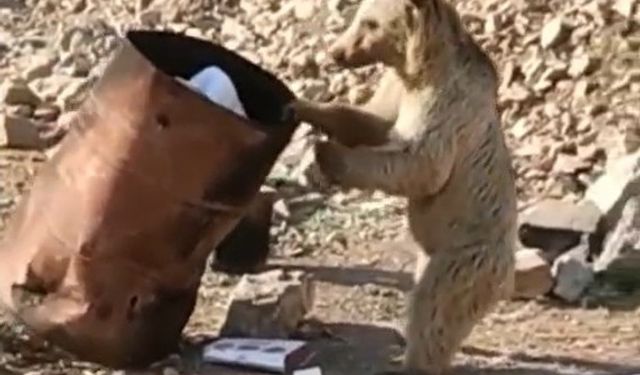 Hakkari'de ayı yiyecek ararken görüntülendi