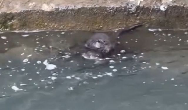 Hakkari'de nadir görülen su samuru yavruları görüntülendi