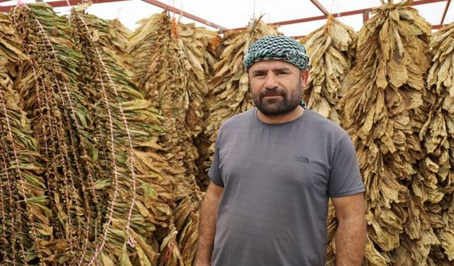 Tütün Para Kazandırmıyor, Üretici Zararda