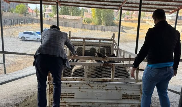 Hakkari'de Mezbahane Sorunu Personel Eksikliğiyle Derinleşti
