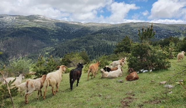 Hakkari’de 2 Koyun ve 9 Kuzu Kayboldu