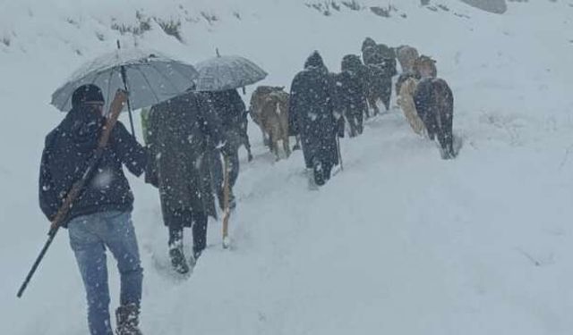 Hakkari’de Yaylada Mahsur Kalan Hayvan Sürüsü Köylülerin Çabasıyla Kurtarıldı