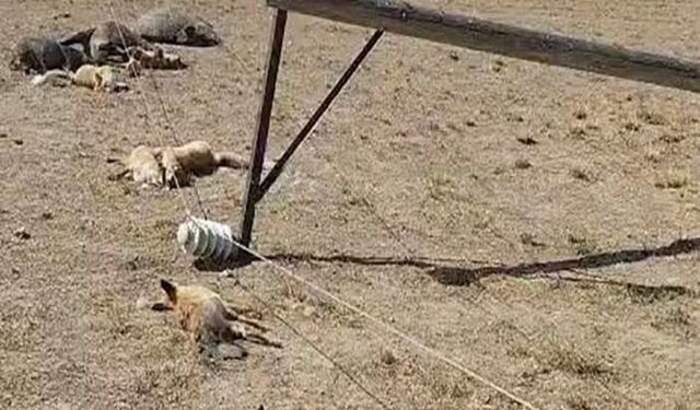 VEDAŞ’a Tepki: Devrilen Direk Yaban Hayvanlarına Tuzak Oldu