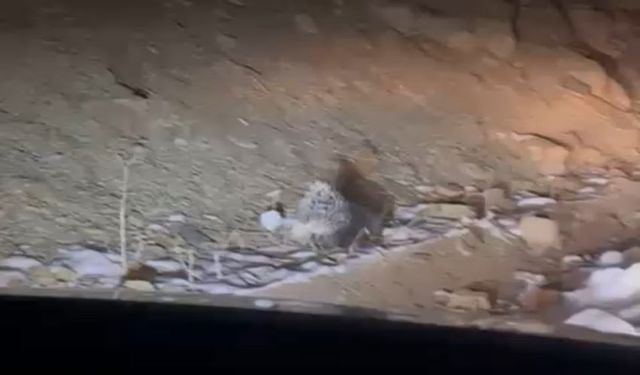 Hakkari’de nadir görülen Hint oklu kirpi görüntülendi