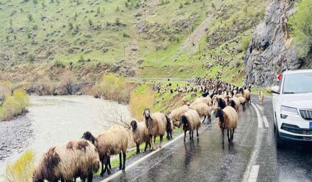 Dağlardan Ovalara: Göçerlerin Kış Serüveni Sürüyor