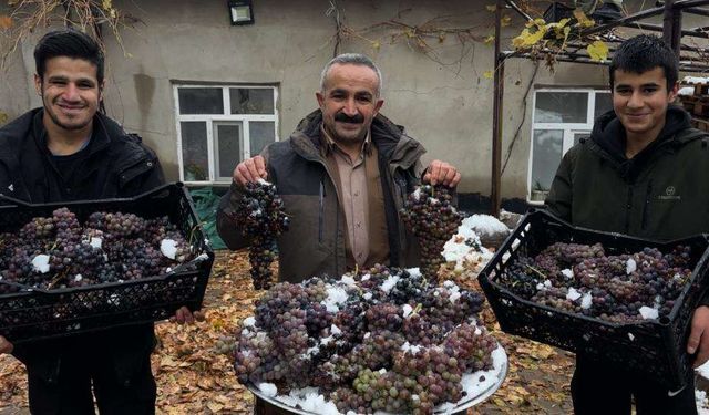Hakkari'de kışlık üzüm dalından koparıldı