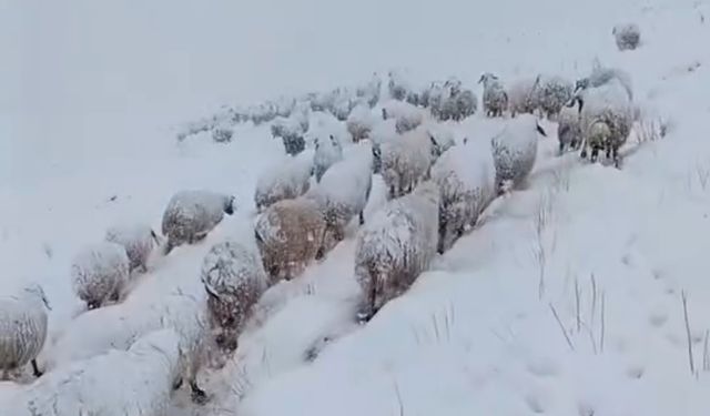 Burası Hakkari! Beyaza Bürünmüş Yaylada Zorlu Saatler