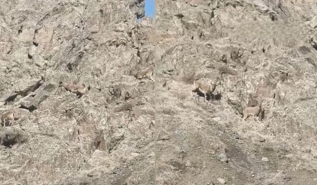 Hakkari'de Yaban Hayatı Şehirle Buluştu, O Anlar Kamerada