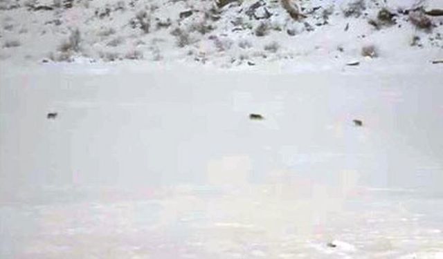 Çukurca’da Kar Altında Kurt Sürüsü Kamerada
