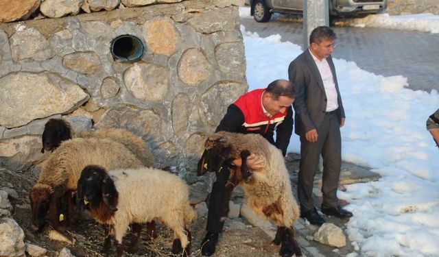 Vahşi Hayvanlar 35 Koyunu Telef Etti, Mağdur Üreticiye Hibe Desteği Sağlandı