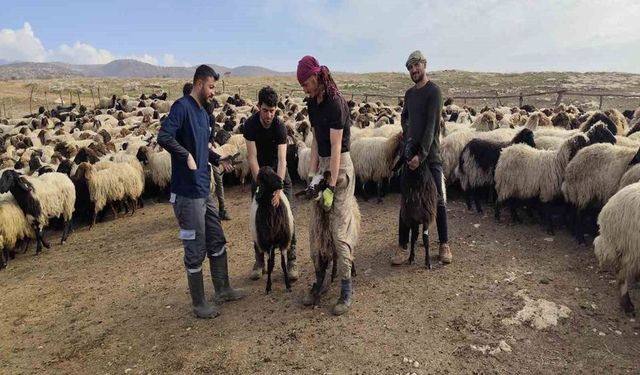 Hayvancılıkta Büyük Destek: Üreticiye 136 Milyon Lira Ödeme