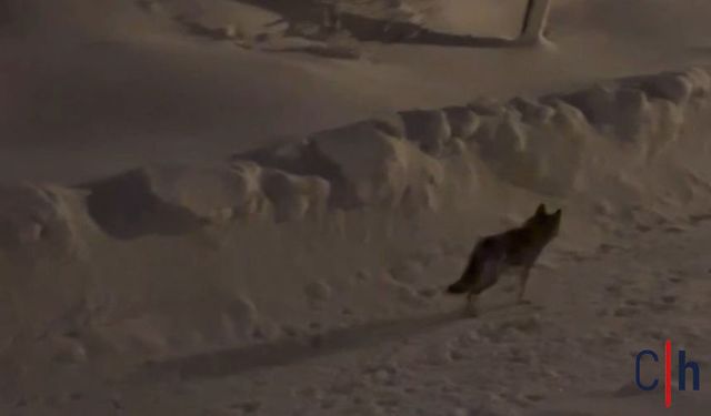 Hakkari'de Kurt Alarmı: Çiftçilere “Hayvanlarınızı Koruyun” Uyarısı