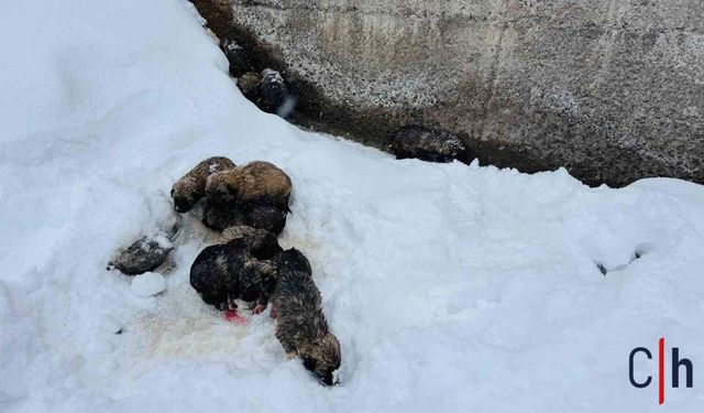 donmak üzere olan 12 köpek yavrusu son anda kurtarıldı