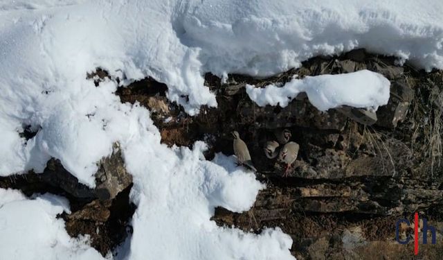 Keklikler Sürü Sürü Yiyecek Aradı