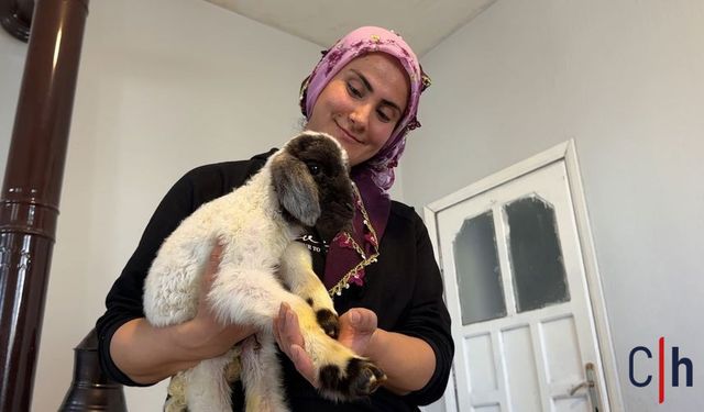 Hakkari'de Annesiz Kalan Kuzuya Aile Şefkati: Evde Bebek Gibi Büyütülüyor
