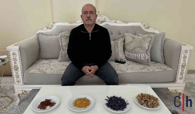 “Olmaz” Dediler, Hakkari'de Oldu: Safran ve Salep Hasadı Hayran Bıraktı