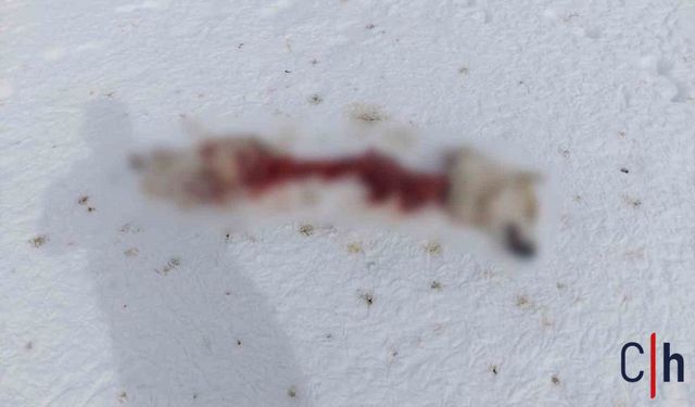 Aç Kalan Kurtlar İlçe Merkezine İndi: Sokak Köpeğini Parçaladılar