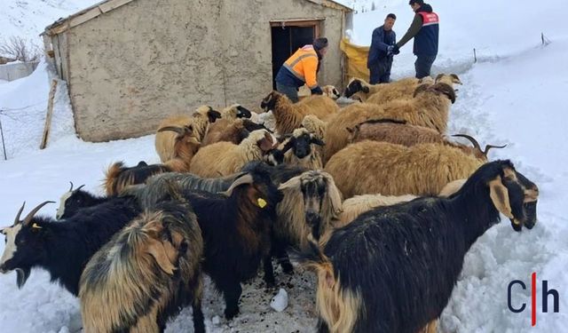 Hakkari'de Hayvan Sağlığı İçin Saha Çalışmaları Aralıksız Sürüyor