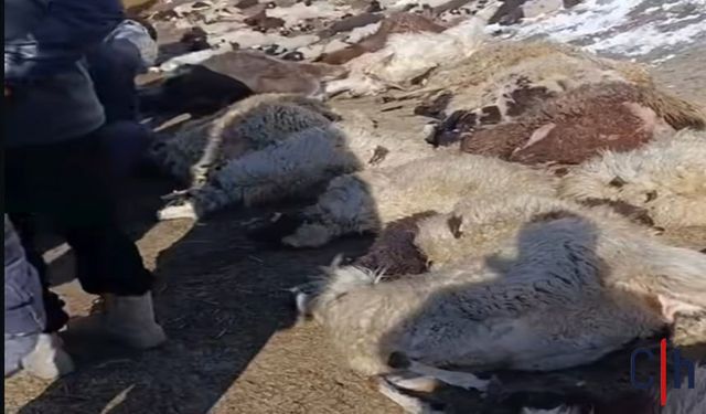 Ahır Yangını: 30 Koyun, 37 Kuzu ve 1 İnek Telef Oldu