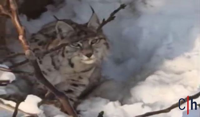 Hakkari'de mahalleye kadar inen vaşak paniğe neden oldu