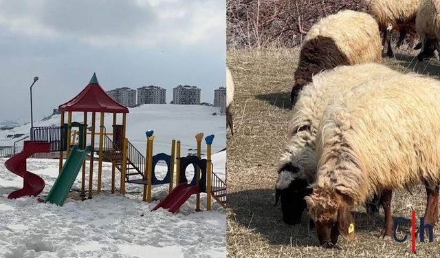 Hakkari’de İlginç Manzara: Aynı Anda Kış ve Bahar