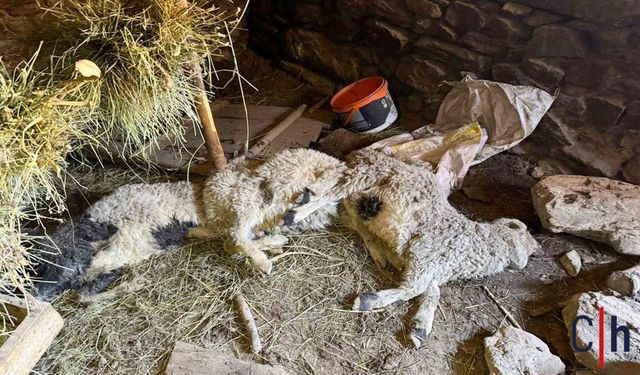 Ahır Çöktü: 50 Kuzu Göçük Altında Kaldı