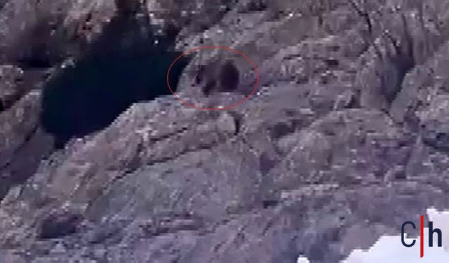 Kış Uykusundan Uyanan Ayı, Karlar İçinde Yiyecek Aradı