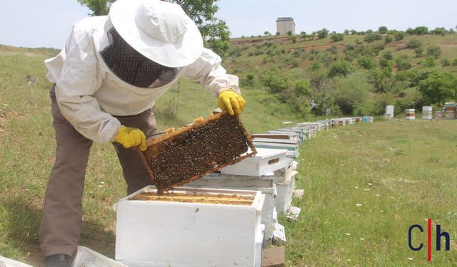 Sezon Yavaş Yavaş Açılıyor, Arıcıların Umudu Büyük