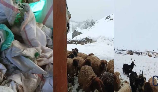 Hakkâri’de Kar Esareti: Kamışlı Köyünde Çiftçiler Yem Desteği Bekliyor